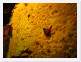 IMG_1420 * Bread Crumb Sponge, Blue Ring Top Snail * 3264 x 2448 * (1.54MB)